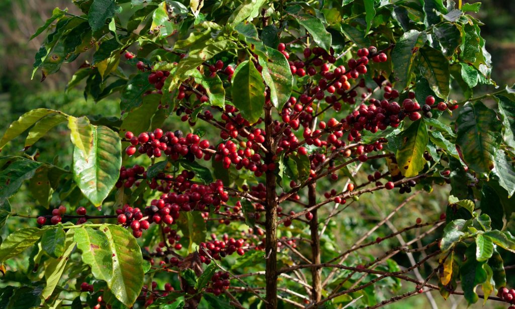 Nespresso coffee AAA Program Food Talk with Dani Nierenberg