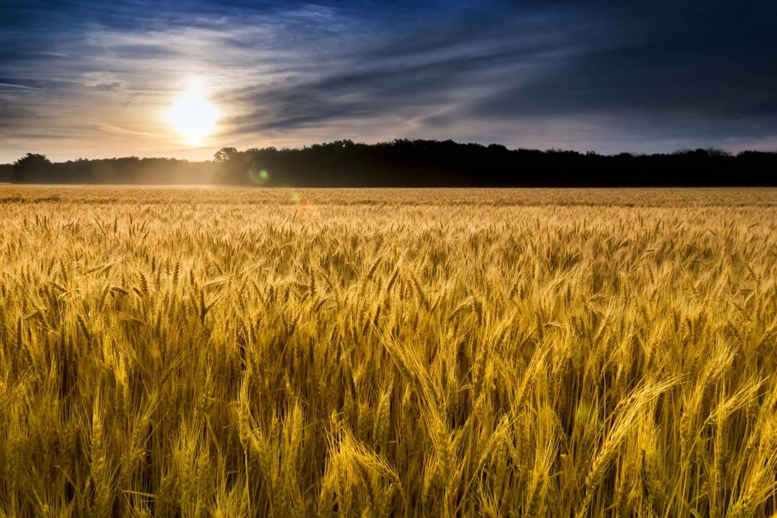 Wheat field illustrating global grain production and agricultural trade